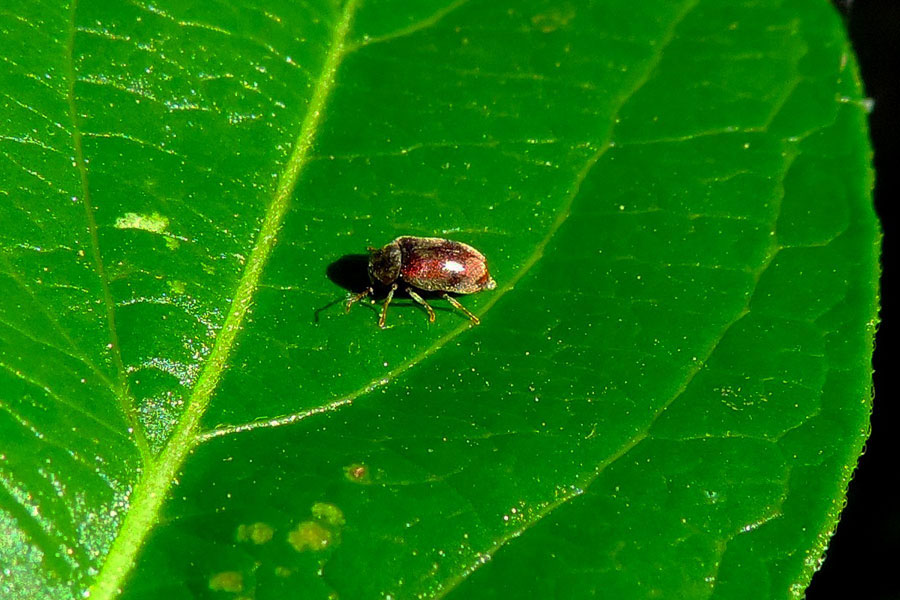 Ochina ptinoides (cf.) - Anobiidae