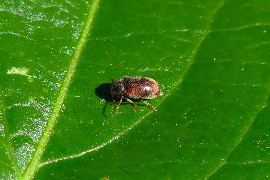 Ochina ptinoides (cf.) - Anobiidae