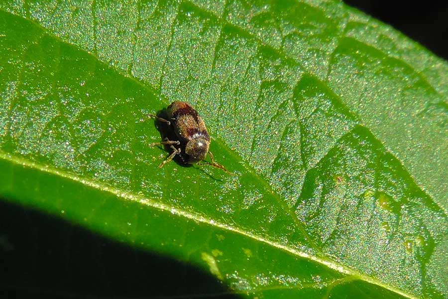 Ochina ptinoides (cf.) - Anobiidae