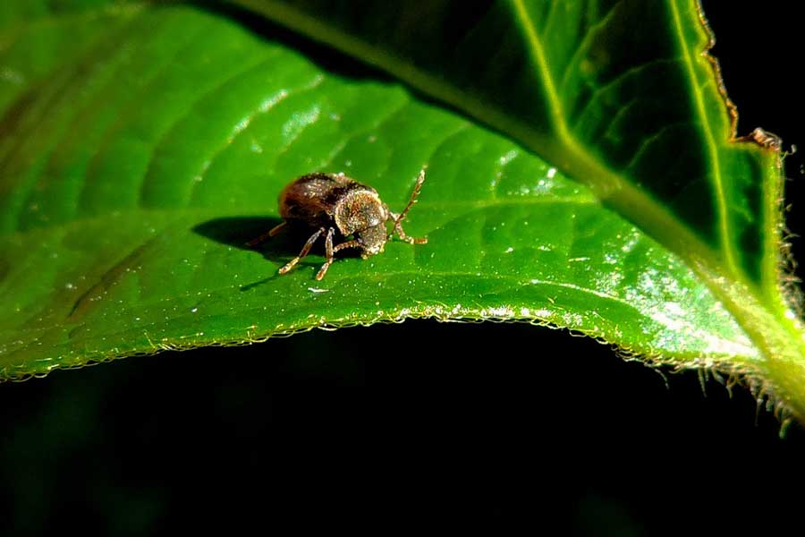 Ochina ptinoides (cf.) - Anobiidae