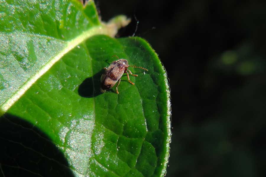 Ochina ptinoides (cf.) - Anobiidae