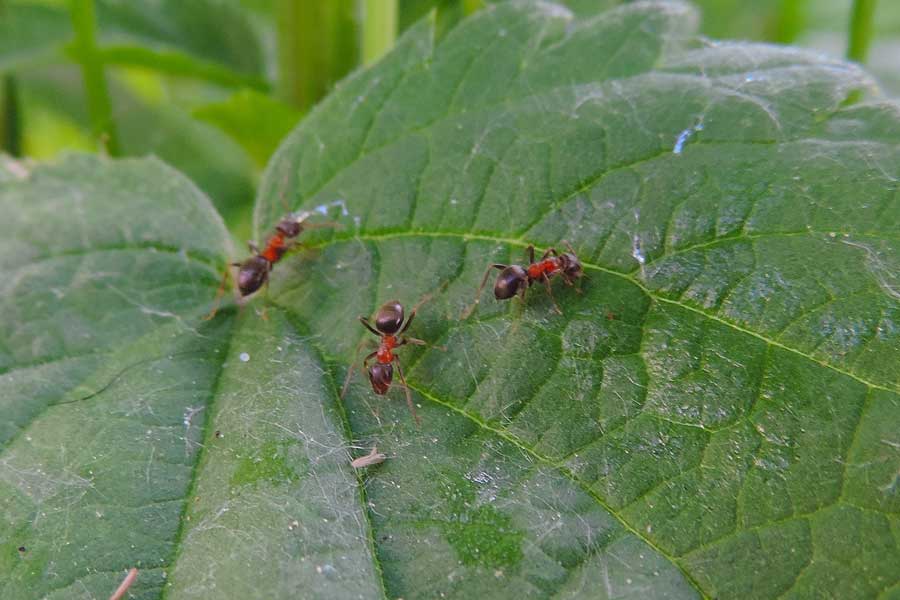 Lasius emarginatus