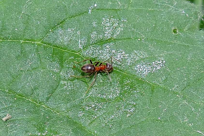 Lasius emarginatus