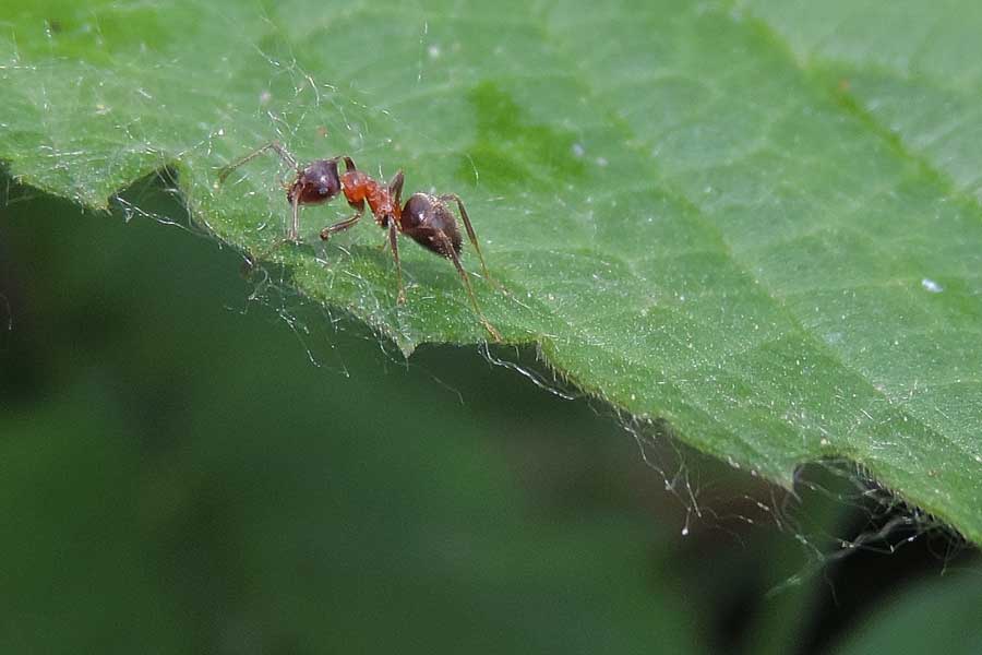 Lasius emarginatus