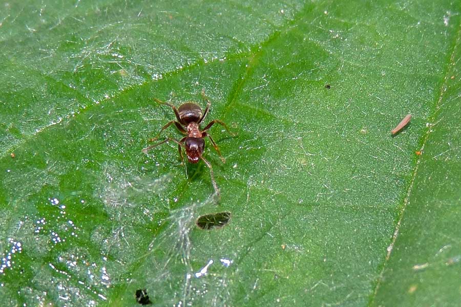 Lasius emarginatus