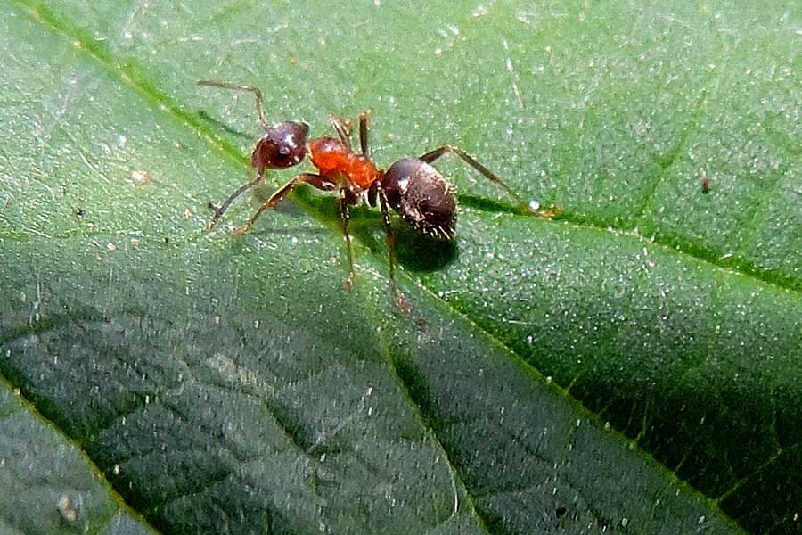 Lasius emarginatus