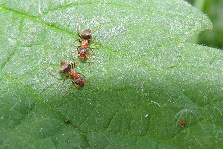 Lasius emarginatus