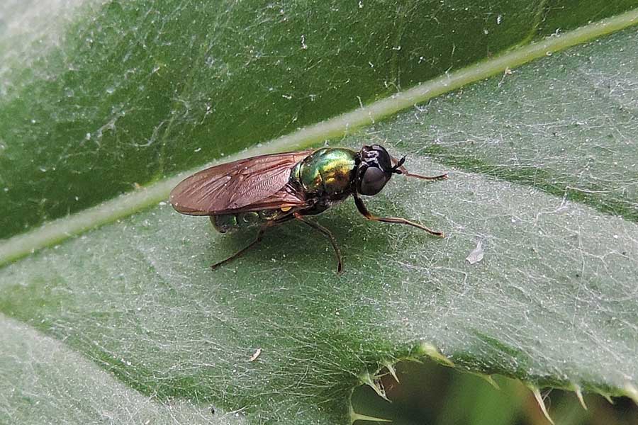 Chloromyia formosa - Stratiomyidae