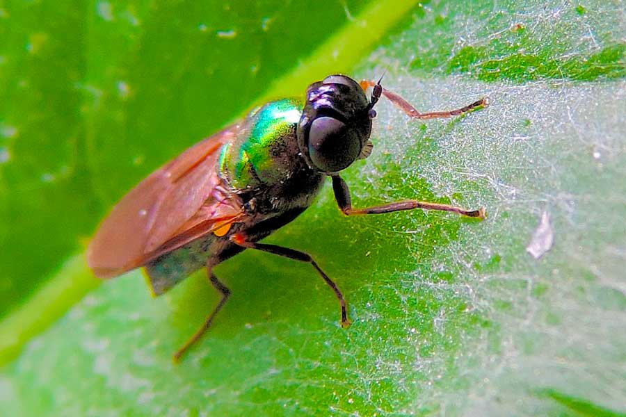 Chloromyia formosa - Stratiomyidae