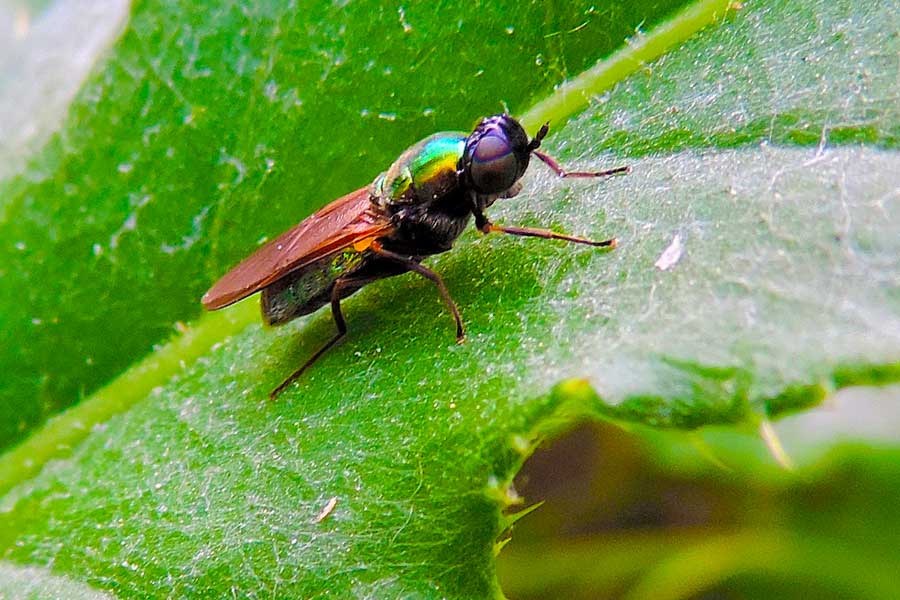 Chloromyia formosa - Stratiomyidae