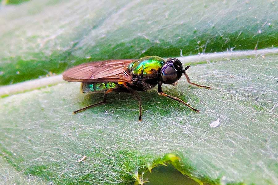 Chloromyia formosa - Stratiomyidae