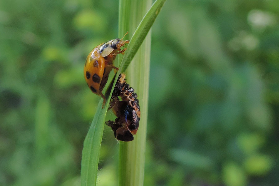 Harmonia axyridis