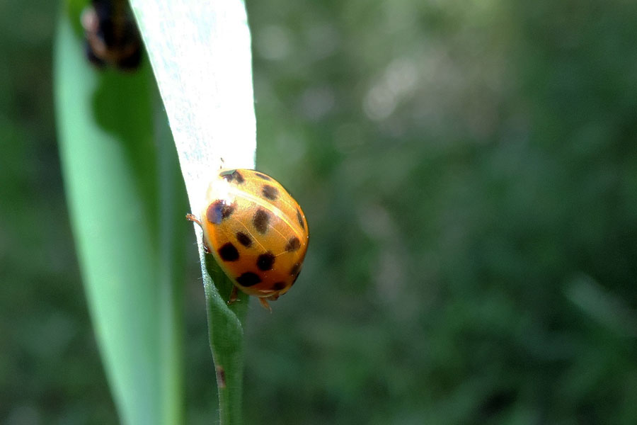 Harmonia axyridis