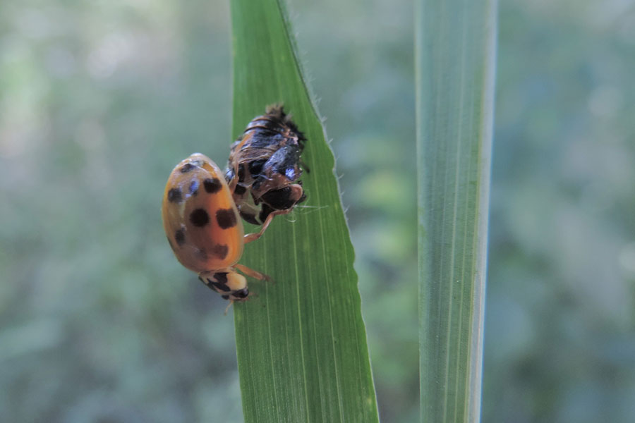 Harmonia axyridis