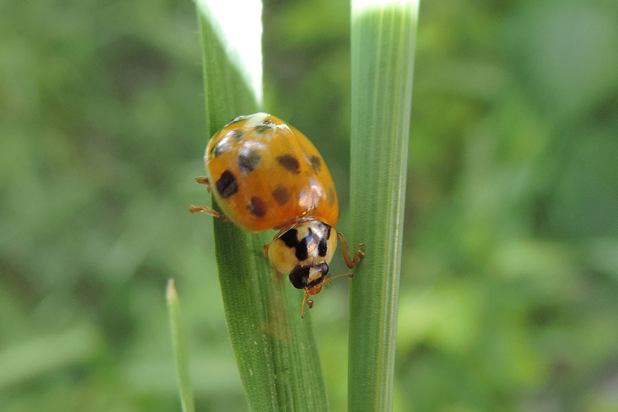 Harmonia axyridis