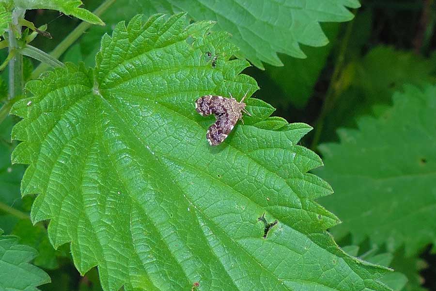 Anthophila fabriciana (Choreutidae)