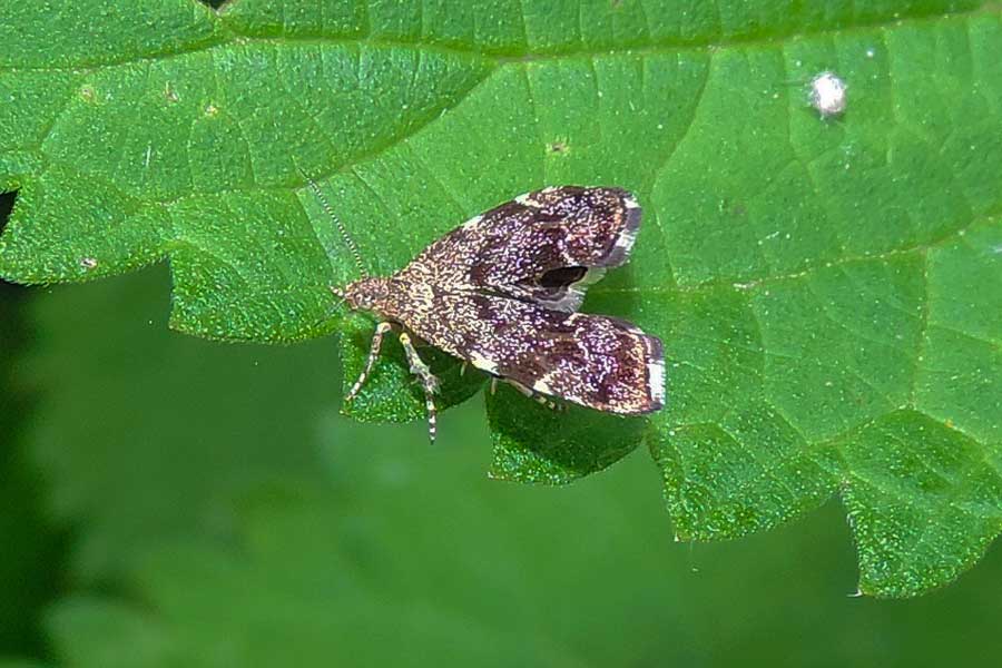 Anthophila fabriciana (Choreutidae)