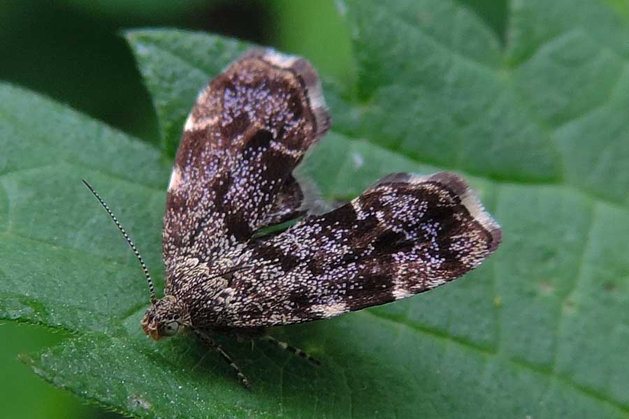 Anthophila fabriciana (Choreutidae)