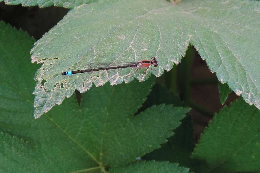 Damigella rosa da id.