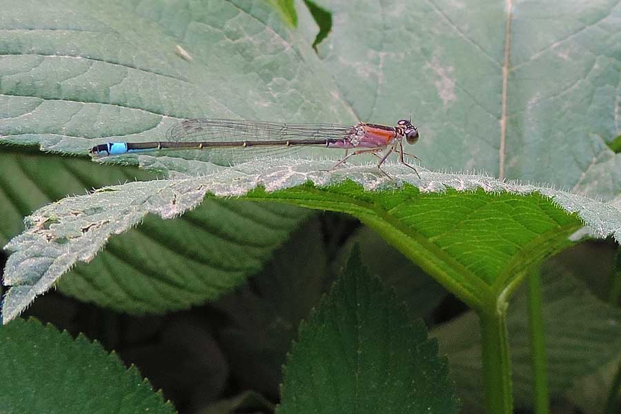 Damigella rosa da id.