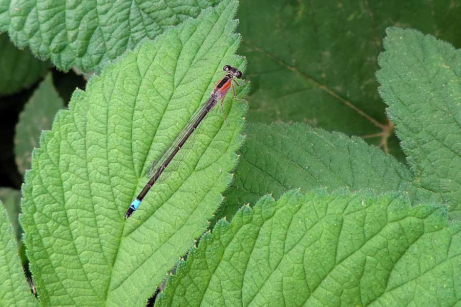 Damigella rosa da id.