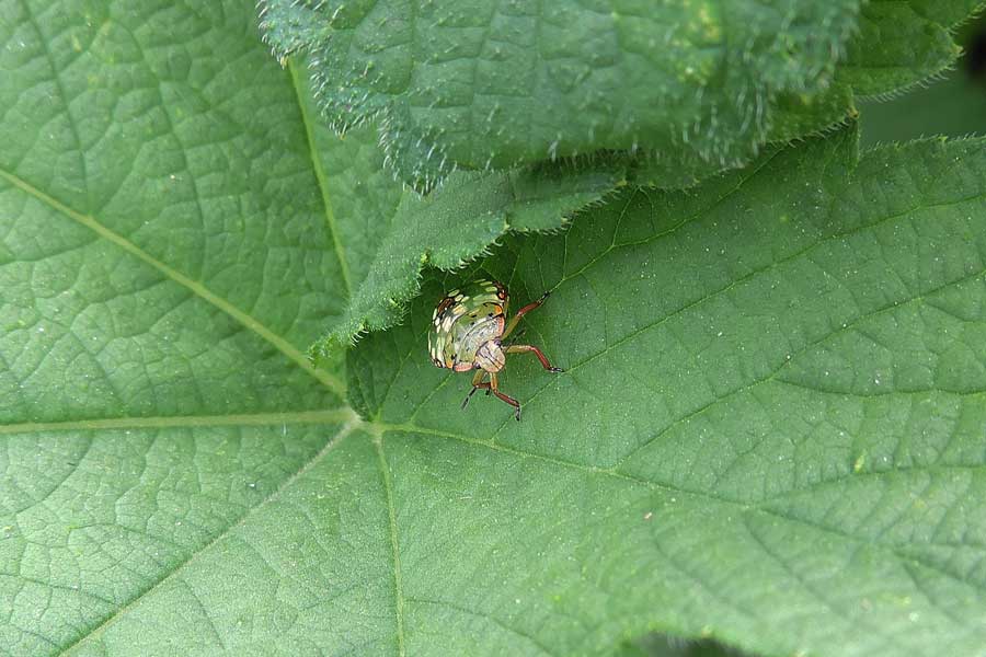 Pentatomidae: Nezara viridula (neanide) del Piemonte (NO)