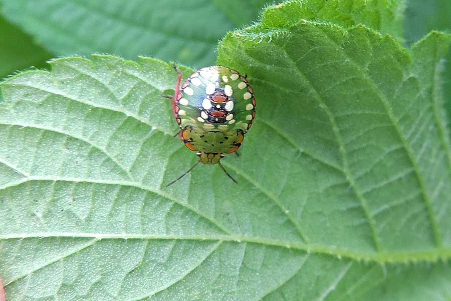 Pentatomidae: Nezara viridula (neanide) del Piemonte (NO)