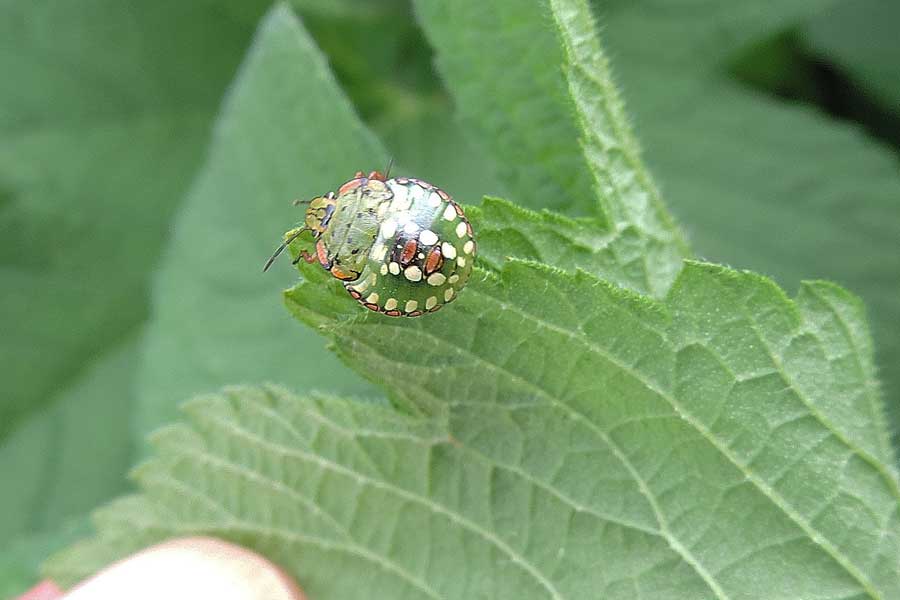 Pentatomidae: Nezara viridula (neanide) del Piemonte (NO)