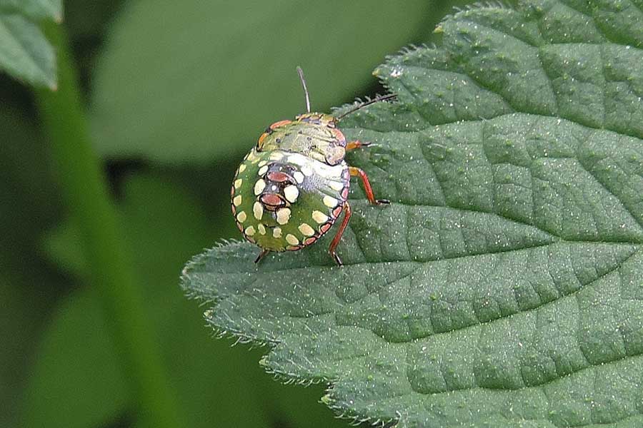 Pentatomidae: Nezara viridula (neanide) del Piemonte (NO)