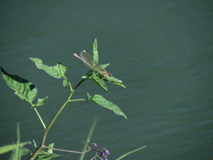 Libellula da ident.