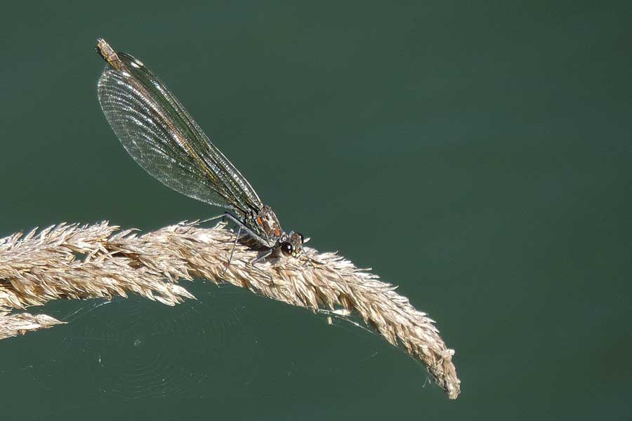 Libellula da ident.