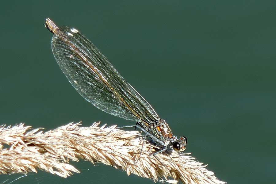 Libellula da ident.