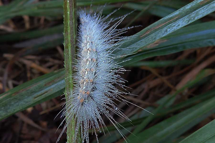 Hyphantria cunea