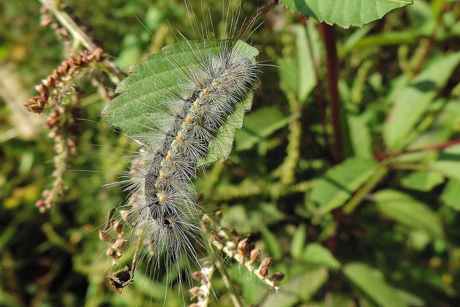 Hyphantria cunea