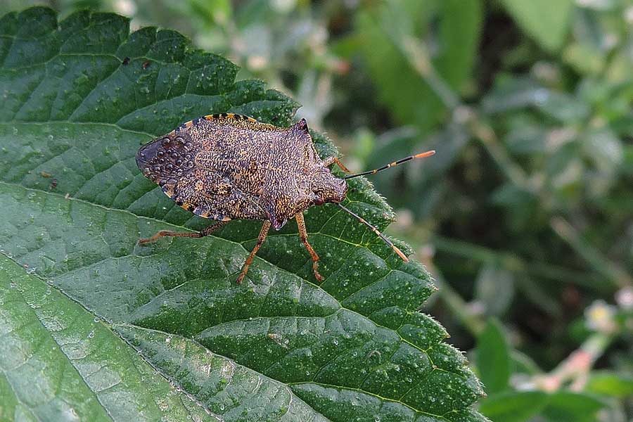 Pentatomidae: Arma custos del Piemonte (NO)