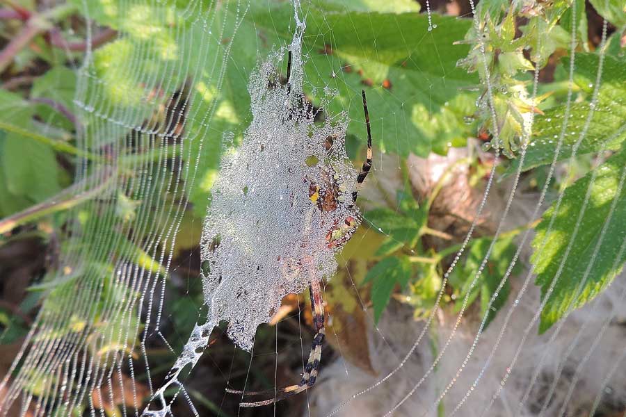 Argiope bruennichi - Novara (NO)