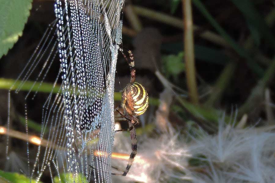 Argiope bruennichi - Novara (NO)