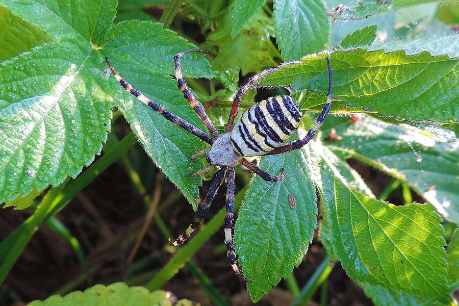 Argiope bruennichi - Novara (NO)