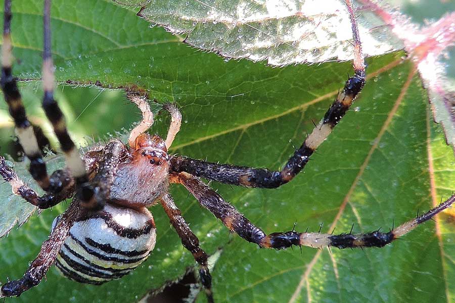 Argiope bruennichi - Novara (NO)