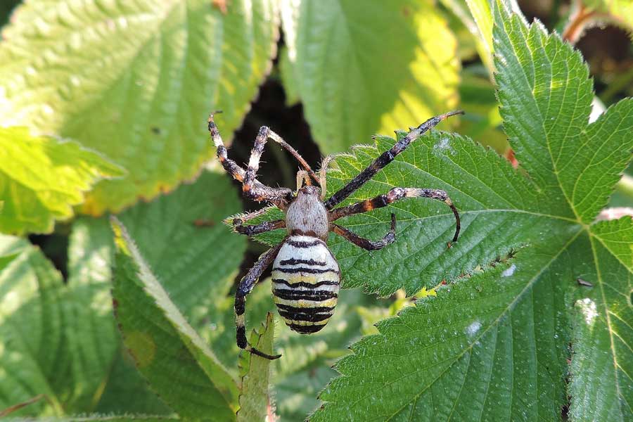 Argiope bruennichi - Novara (NO)