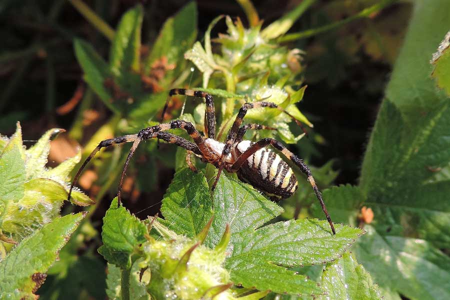 Argiope bruennichi - Novara (NO)