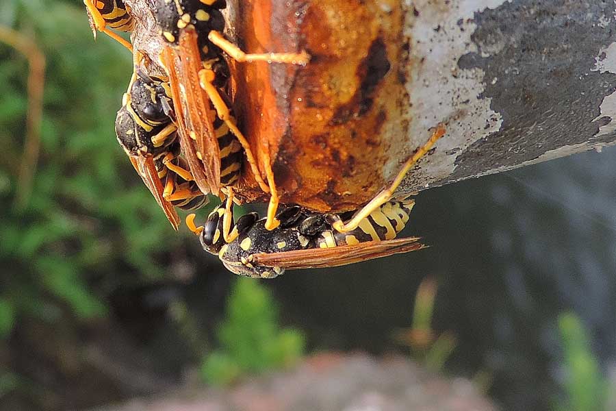 Polistes spp.