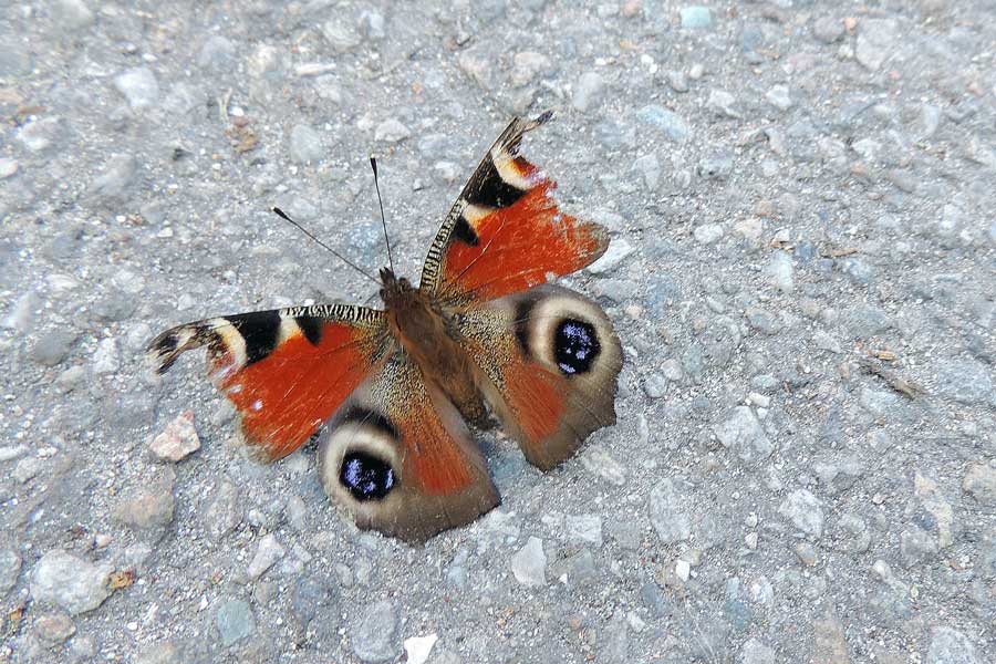 Da identificare - Aglais io