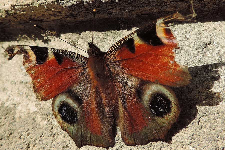 Da identificare - Aglais io