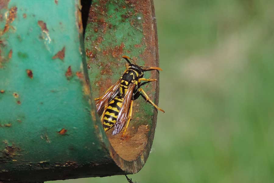 Polistes spp.