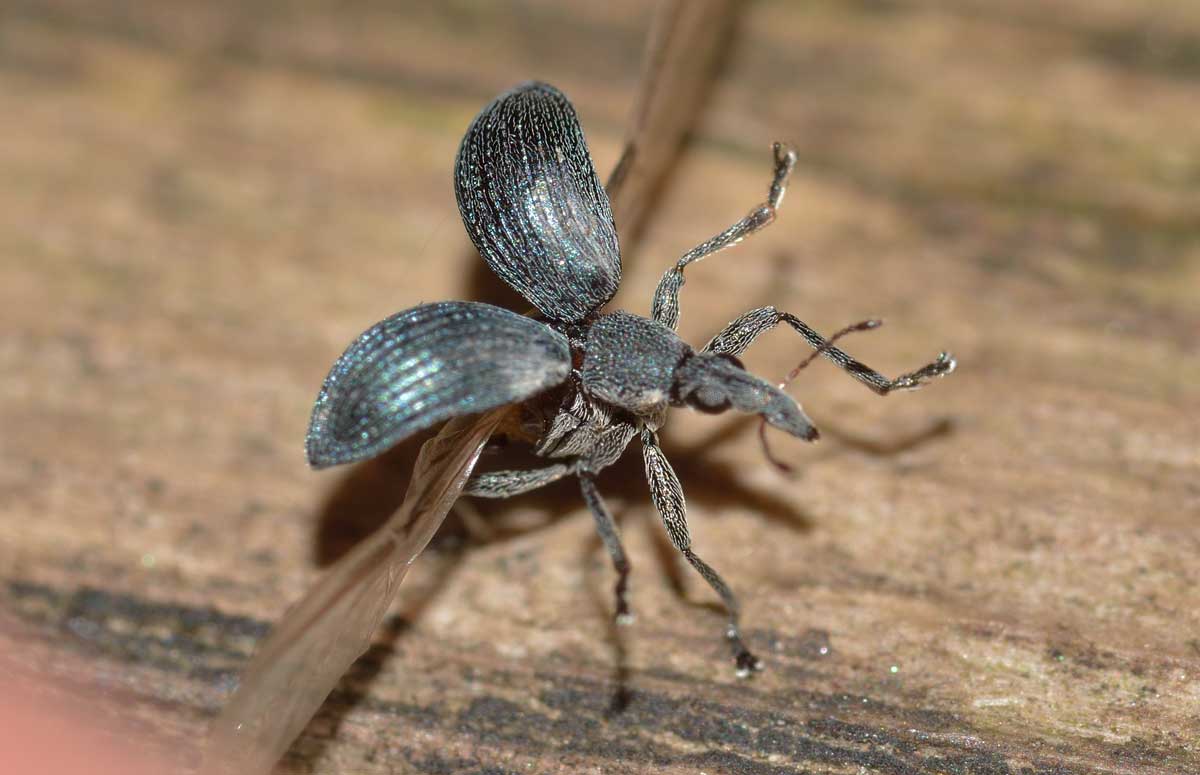 Oxystoma sp. - Apionidae