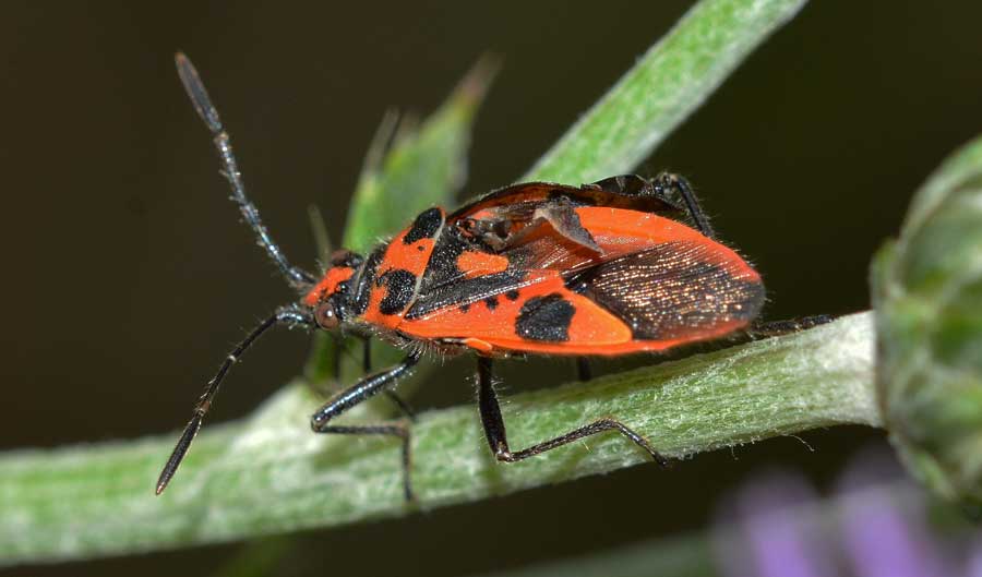 Rhopalidae: Corizus hyoscyami del Piemonte (NO)