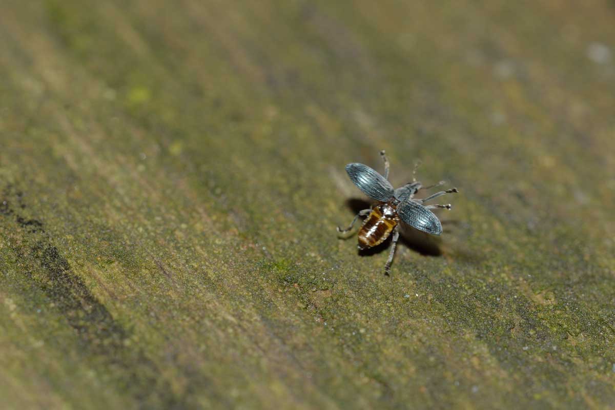 Oxystoma sp. - Apionidae