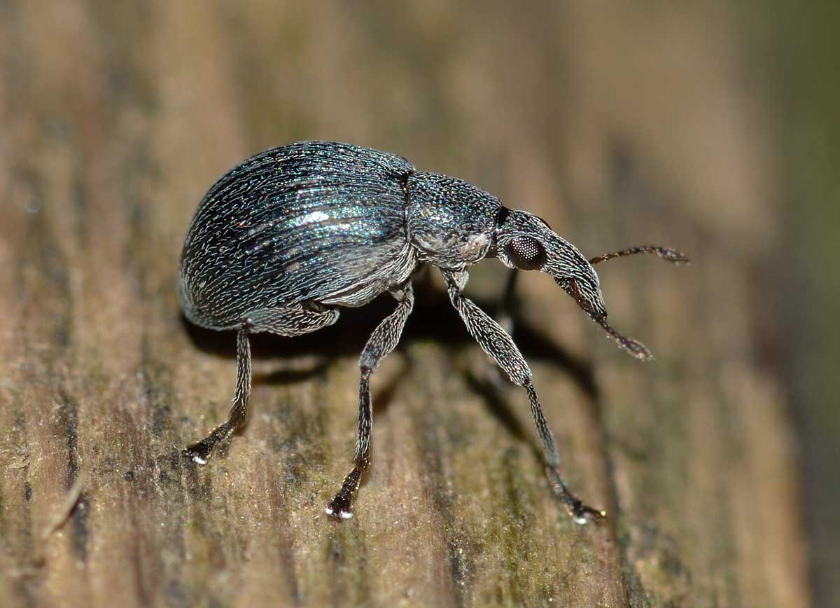 Oxystoma sp. - Apionidae