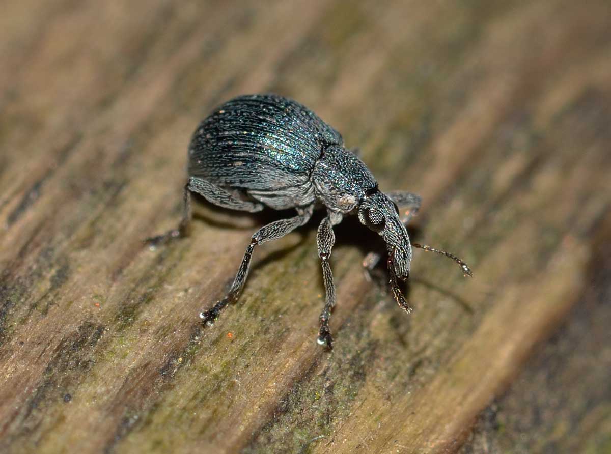 Oxystoma sp. - Apionidae